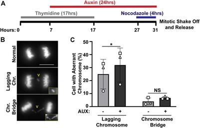 EWSR1 prevents the induction of aneuploidy through direct regulation of Aurora B